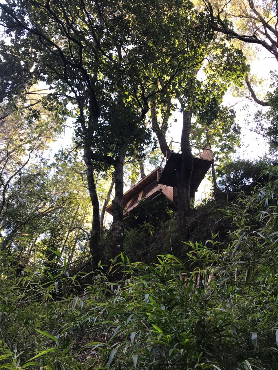 Foto Bosques de Loncotraro 31