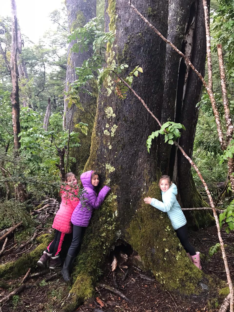 Foto Bosques de Loncotraro 53