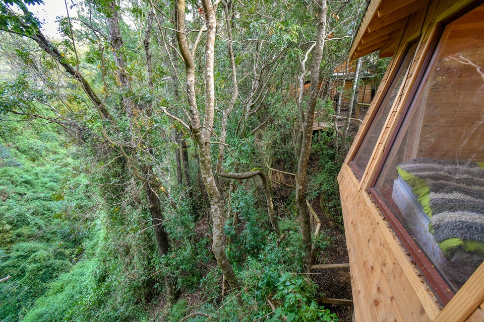 Foto Bosques de Loncotraro 59
