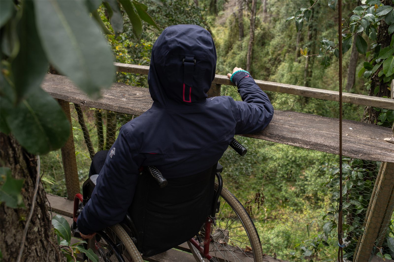 Foto Bosques de Loncotraro 9