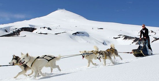 Mushing con perros husky en la nieve