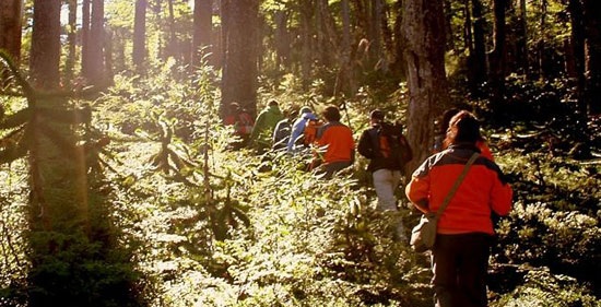 Trekking en bosque nativo, Pucón